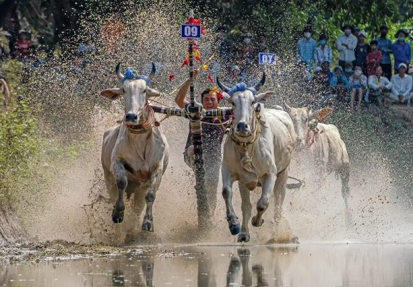 Đặc sắc lễ hội đua bò của đồng bào Khmer