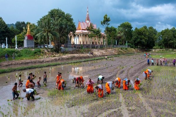 Đặc sắc lễ hội đua bò của đồng bào Khmer