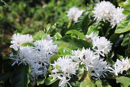 Vẻ đẹp phố núi Gia Lai Vẻ đẹp phố núi Gia Lai