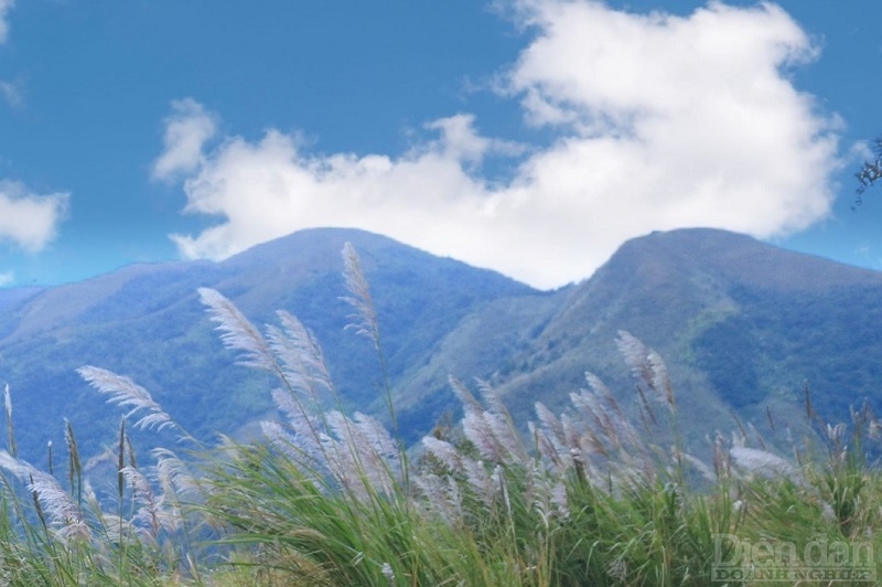 Mùa thu về Bình Liêu ngắm từng vạt hoa lau nở trắng đồi Mùa thu về Bình Liêu ngắm từng vạt hoa lau nở trắng đồi