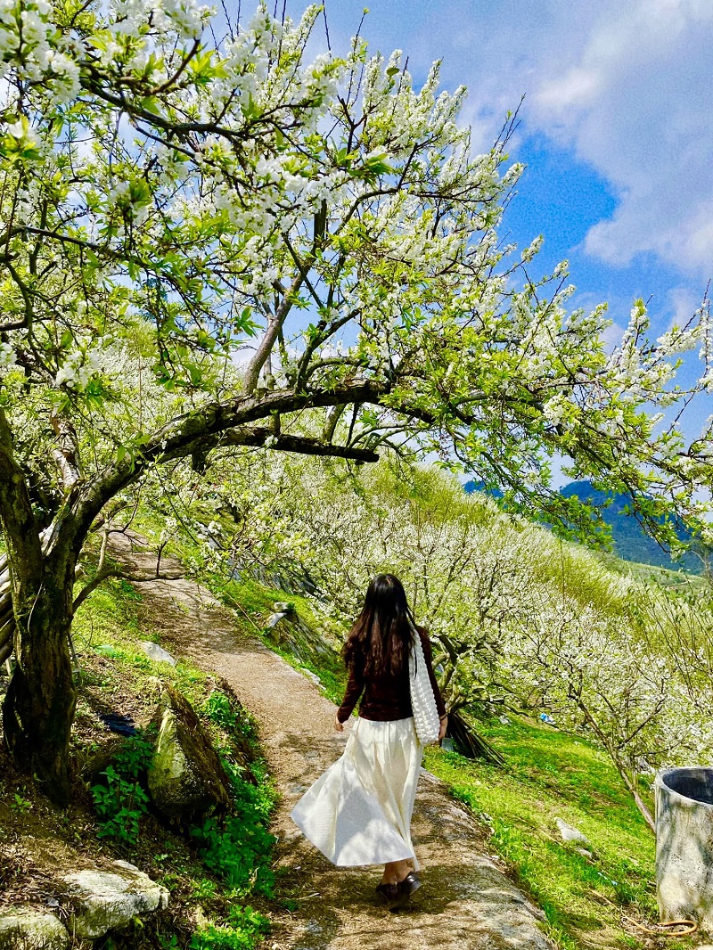 Trải nghiệm mùa hoa mận tháng mười ở Mộc Châu Trải nghiệm mùa hoa mận tháng mười ở Mộc Châu