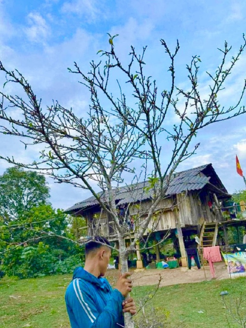 Trải nghiệm mùa hoa mận tháng mười ở Mộc Châu Trải nghiệm mùa hoa mận tháng mười ở Mộc Châu