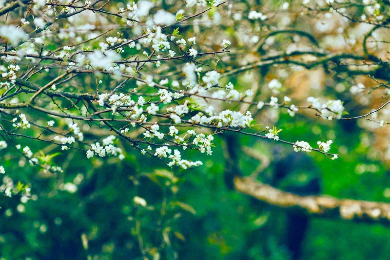 Trải nghiệm mùa hoa mận tháng mười ở Mộc Châu Trải nghiệm mùa hoa mận tháng mười ở Mộc Châu