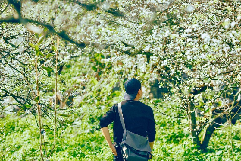 Trải nghiệm mùa hoa mận tháng mười ở Mộc Châu Trải nghiệm mùa hoa mận tháng mười ở Mộc Châu