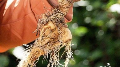 Cây Sâm Lai Châu phát triển trong ngành mỹ phẩm