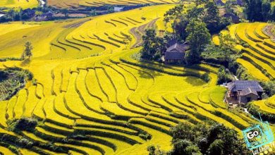 Mùa vàng Lai Châu Mùa vàng Lai Châu