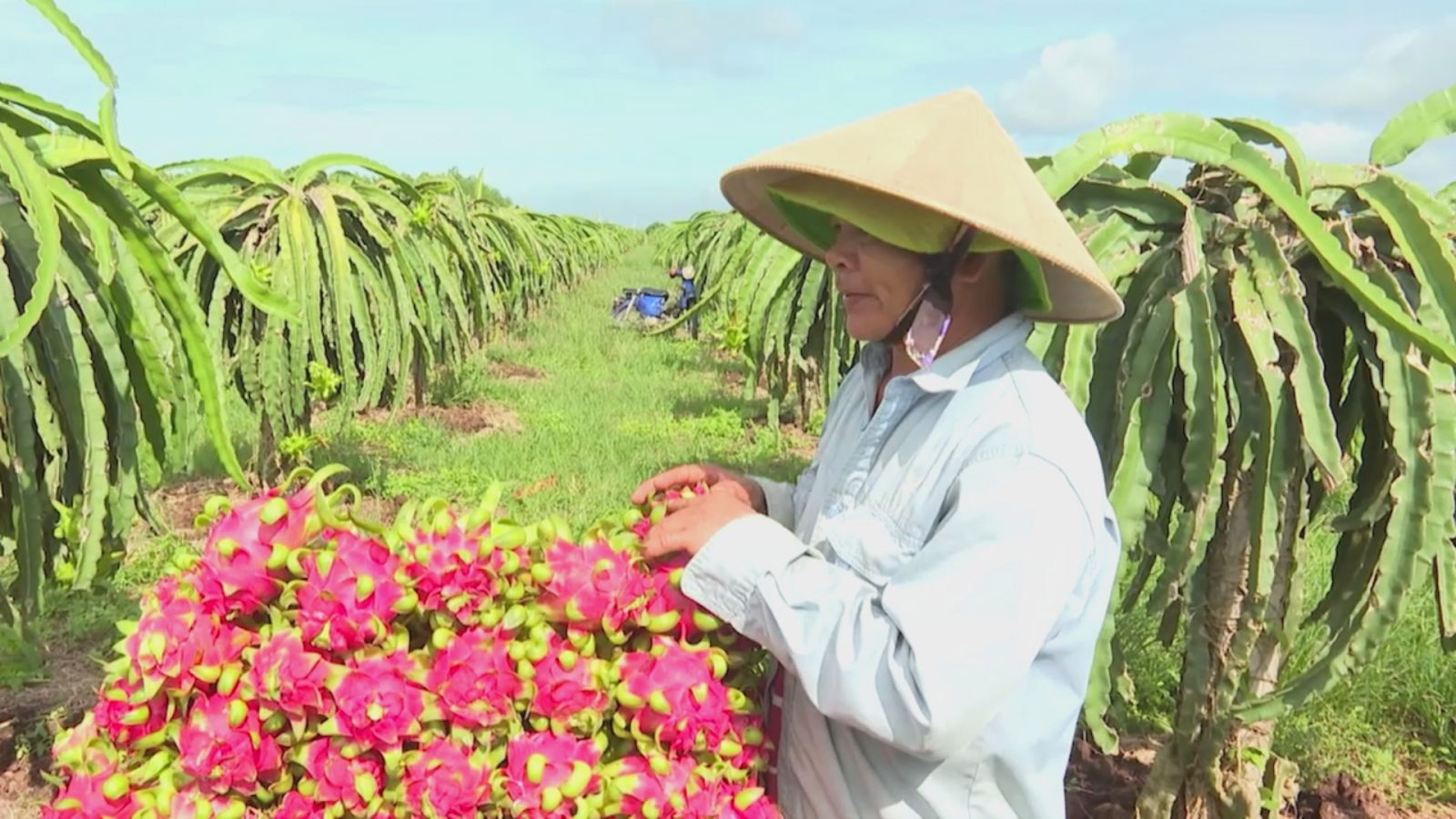 Tìm lại vị thế xuất khẩu cho “trái cây tỷ đô” Tìm lại vị thế xuất khẩu cho “trái cây tỷ đô”