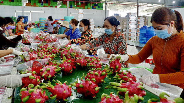 Tìm lại vị thế xuất khẩu cho “trái cây tỷ đô” Tìm lại vị thế xuất khẩu cho “trái cây tỷ đô”
