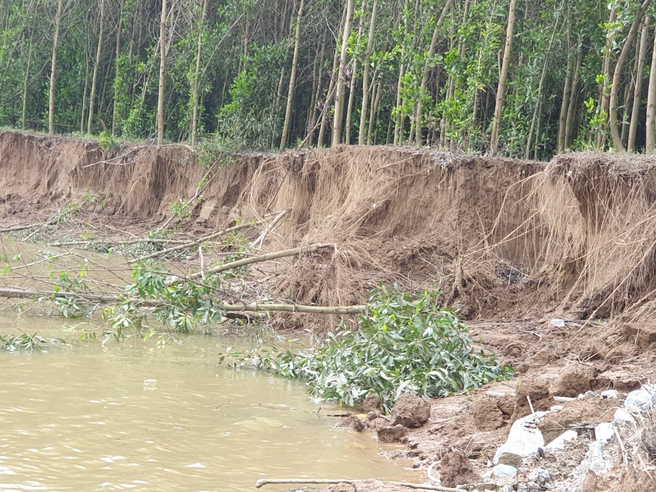 Nghệ An: Báo động sạt lở đôi bờ sông Lam Nghệ An: Báo động sạt lở đôi bờ sông Lam