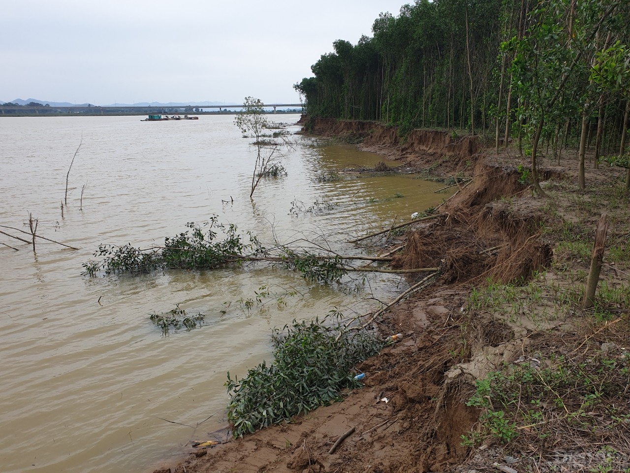 Nghệ An: Báo động sạt lở đôi bờ sông Lam Nghệ An: Báo động sạt lở đôi bờ sông Lam