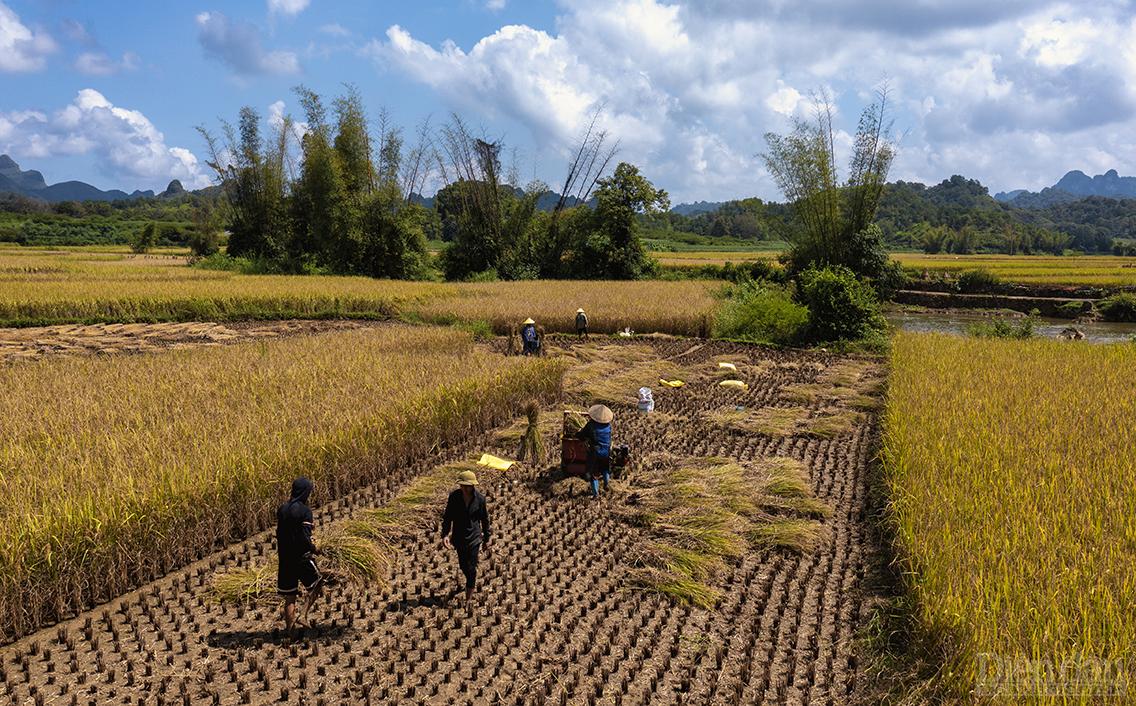 Mãn nhãn ngắm Cao Bằng mùa lúa chín