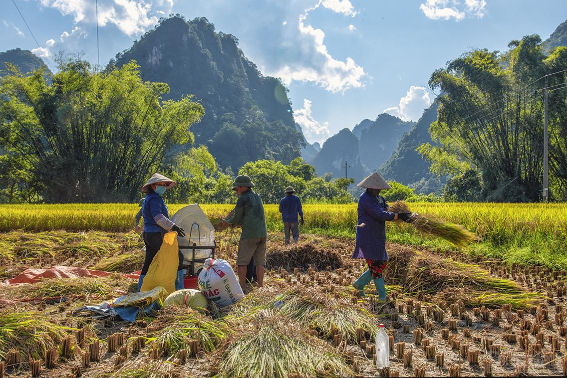 Mãn nhãn ngắm Cao Bằng mùa lúa chín