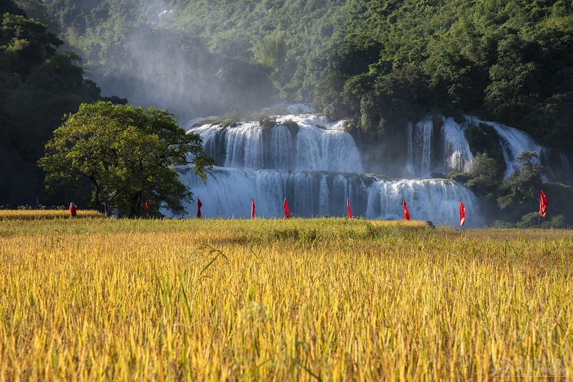 Mãn nhãn ngắm Cao Bằng mùa lúa chín