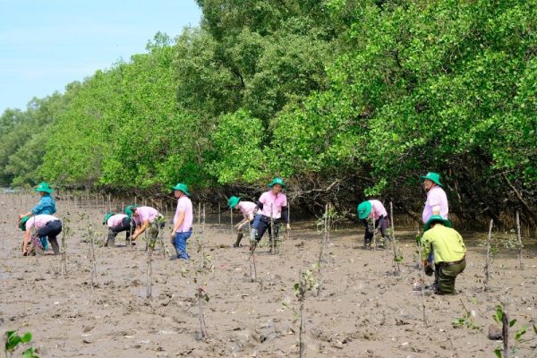 C.P. Việt Nam trồng 3.2 hecta rừng ngập mặn tại tỉnh Đồng Nai năm 2023 C.P. Việt Nam trồng 3.2 hecta rừng ngập mặn tại tỉnh Đồng Nai năm 2023