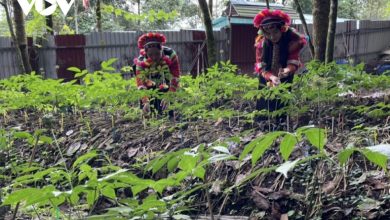 Họp Tổ xây dựng Đề án và dự thảo Nghị quyết của Tỉnh ủy về phát triển Sâm Lai Châu