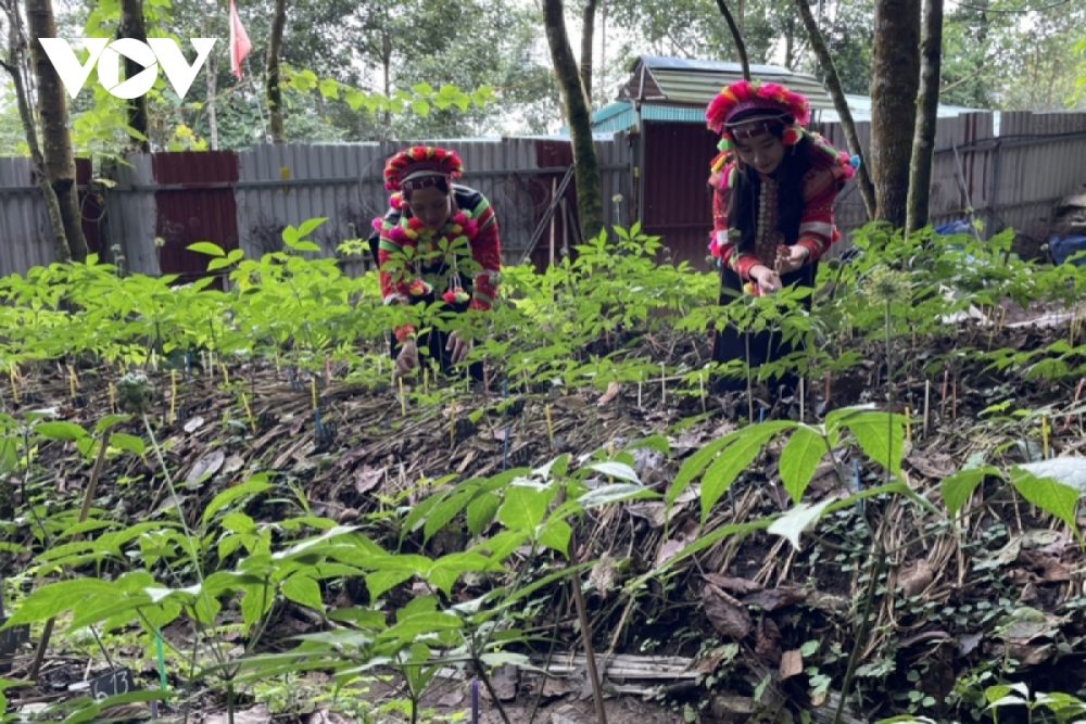 Họp Tổ xây dựng Đề án và dự thảo Nghị quyết của Tỉnh ủy về phát triển Sâm Lai Châu Họp Tổ xây dựng Đề án và dự thảo Nghị quyết của Tỉnh ủy về phát triển Sâm Lai Châu
