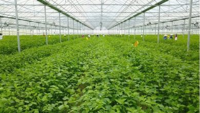 HỒ GƯƠM GROUP VỚI HÀNH TRÌNH ĐƯA NÔNG SẢN "XUẤT NGOẠI" HỒ GƯƠM GROUP VỚI HÀNH TRÌNH ĐƯA NÔNG SẢN "XUẤT NGOẠI"