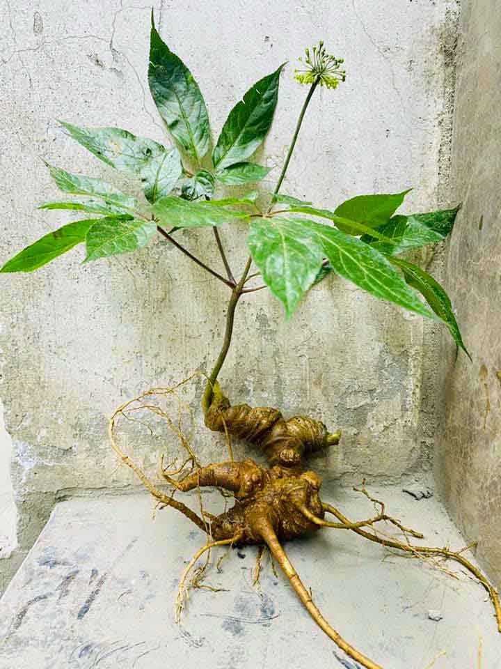 Giải pháp phát triển dược liệu theo chuỗi gắn với du lịch sinh thái