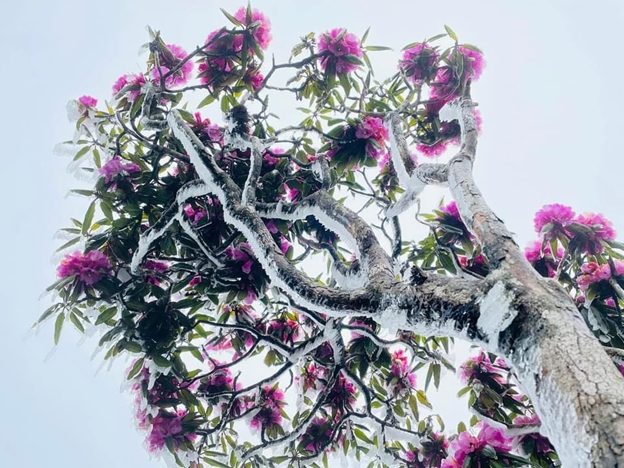 Hoa Đỗ Quyên trên đỉnh Putaleng Lai Châu Hoa Đỗ Quyên trên đỉnh Putaleng Lai Châu