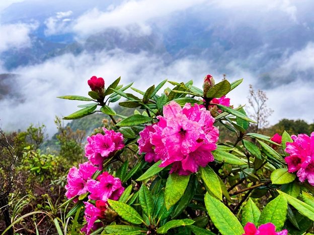 Hoa Đỗ Quyên trên đỉnh Putaleng Lai Châu Hoa Đỗ Quyên trên đỉnh Putaleng Lai Châu