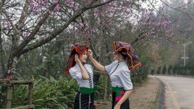 Sa Pa: Rừng hoa đào nở rộ, Fansipan tung chính sách miễn phí vé tàu hỏa cho 5 tỉnh Sa Pa: Rừng hoa đào nở rộ, Fansipan tung chính sách miễn phí vé tàu hỏa cho 5 tỉnh