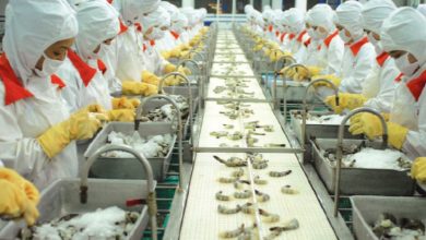 Xuất khẩu tôm tăng 71%, doanh nghiệp vẫn chưa hết lo Xuất khẩu tôm tăng 71%, doanh nghiệp vẫn chưa hết lo