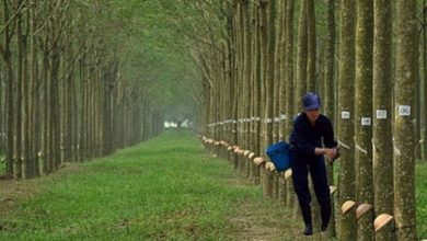 Động lực tăng giá của cổ phiếu ngành cao su Động lực tăng giá của cổ phiếu ngành cao su