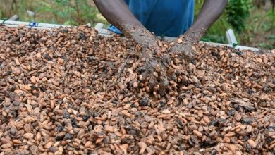 Giá cacao tăng vọt, Việt Nam sẽ hưởng lợi? Giá cacao tăng vọt, Việt Nam sẽ hưởng lợi?