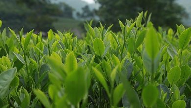 Việt Nam là thị trường cung cấp chè lớn thứ 4 cho Hoa Kỳ