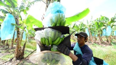 Xây dựng, bảo hộ thương hiệu nông sản Việt - Cần bắt đầu từ đâu?