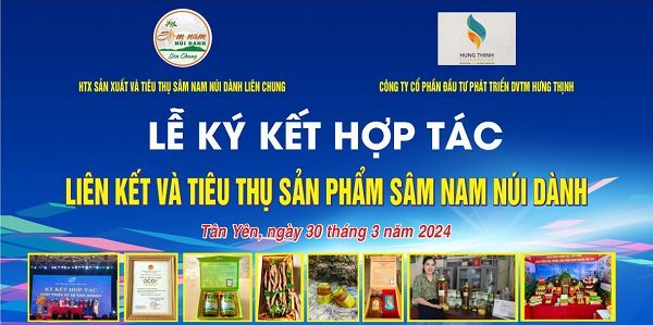 Công ty Cổ phần Đầu tư Phát triển Dịch vụ thương mại Hưng Thịnh kết nối, hợp tác sản xuất và tiêu thụ sản phẩm sâm Nam núi Dành