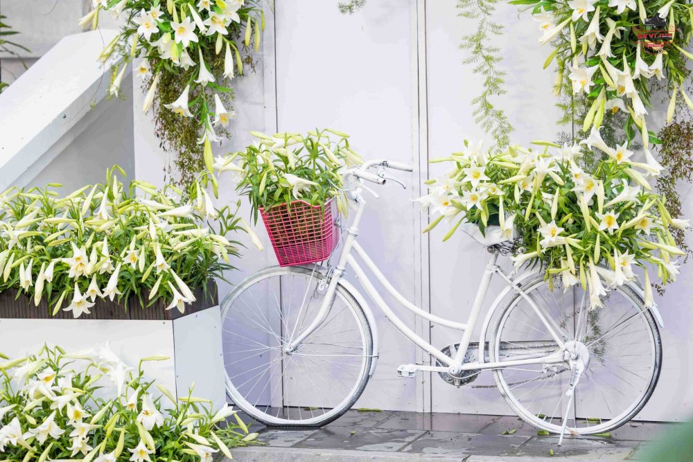 Khai mạc Tuần lễ hoa bách hợp tại Hà Nội Khai mạc Tuần lễ hoa bách hợp tại Hà Nội