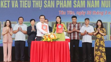 Công ty Cổ phần Đầu tư Phát triển Dịch vụ thương mại Hưng Thịnh kết nối, hợp tác sản xuất và tiêu thụ sản phẩm sâm Nam núi Dành