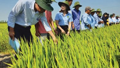 Tín chỉ carbon từ 1 triệu hecta lúa Tín chỉ carbon từ 1 triệu hecta lúa