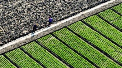 Kỳ vọng gì từ hợp tác nông nghiệp ASEAN - Trung Quốc? Kỳ vọng gì từ hợp tác nông nghiệp ASEAN - Trung Quốc?