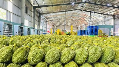 Mở cửa thị trường nông sản còn nhiều khó khăn Mở cửa thị trường nông sản còn nhiều khó khăn