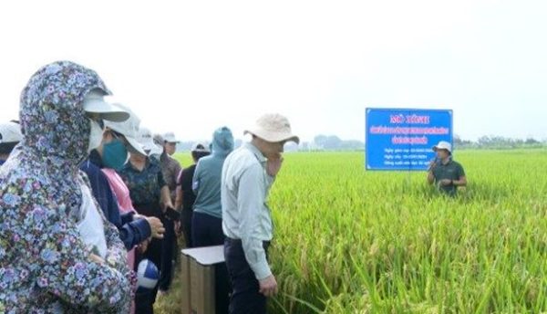 Lan tỏa mô hình sản xuất lúa gạo theo hướng hữu cơ, nâng cao giá trị kinh tế và phát triển bền vững Lan tỏa mô hình sản xuất lúa gạo theo hướng hữu cơ, nâng cao giá trị kinh tế và phát triển bền vững