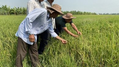 Nông sản Việt với sức bật của tư duy đa giá trị, đa ngành