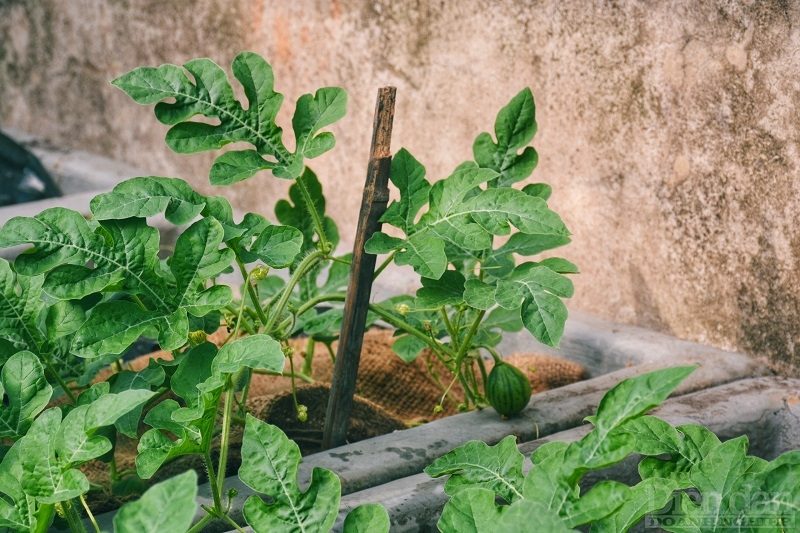 Trồng rau trên sóng