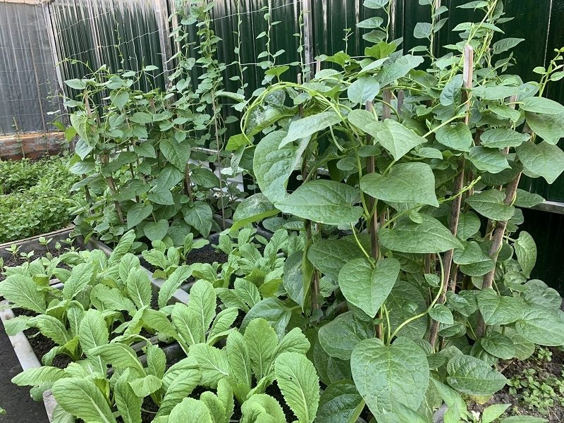 Trồng rau trên sóng