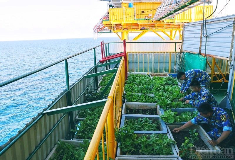 Trồng rau trên sóng