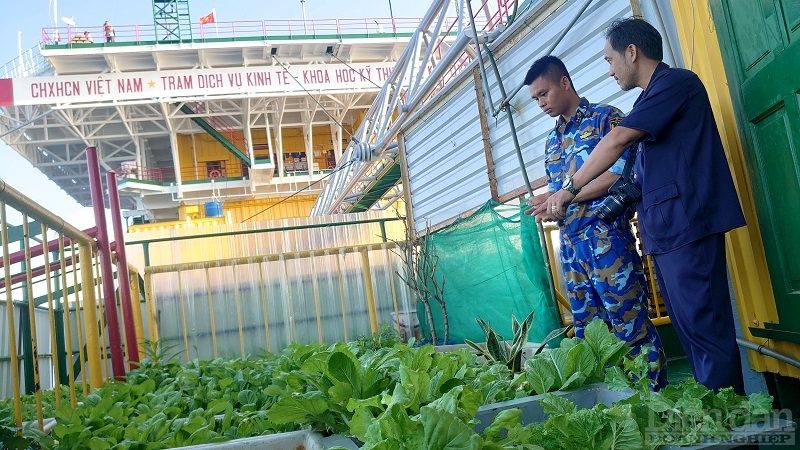 Trồng rau trên sóng