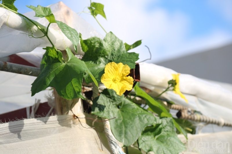 Trồng rau trên sóng