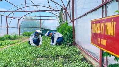 Trồng rau trên sóng Trồng rau trên sóng