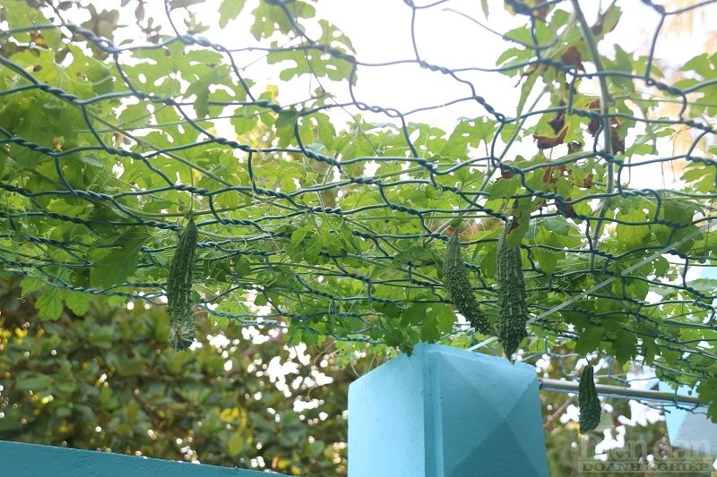 Trồng rau trên sóng