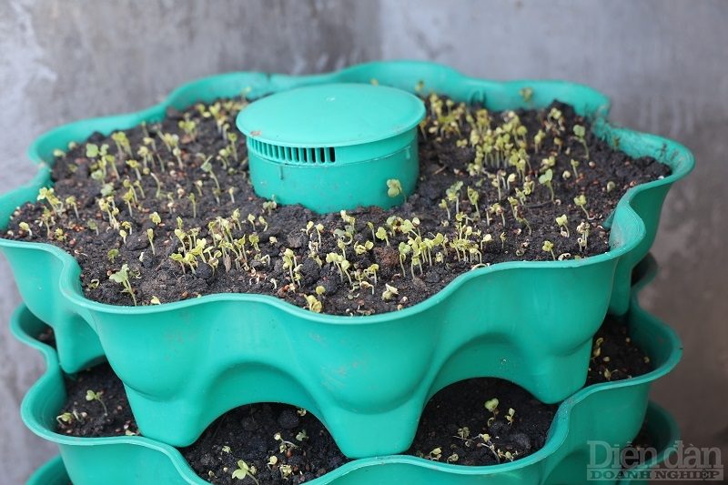 Trồng rau trên sóng