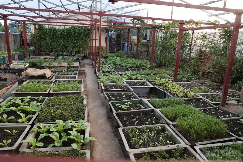 Trồng rau trên sóng