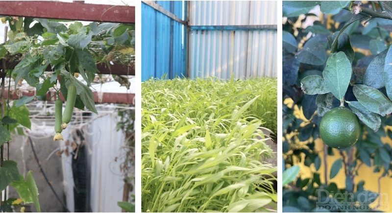 Trồng rau trên sóng