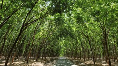 Có thể xác lập tín chỉ carbon từ cây công nghiệp dài ngày Có thể xác lập tín chỉ carbon từ cây công nghiệp dài ngày