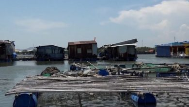 Quy hoạch nuôi biển: Cần sự chung tay của nhiều ngành